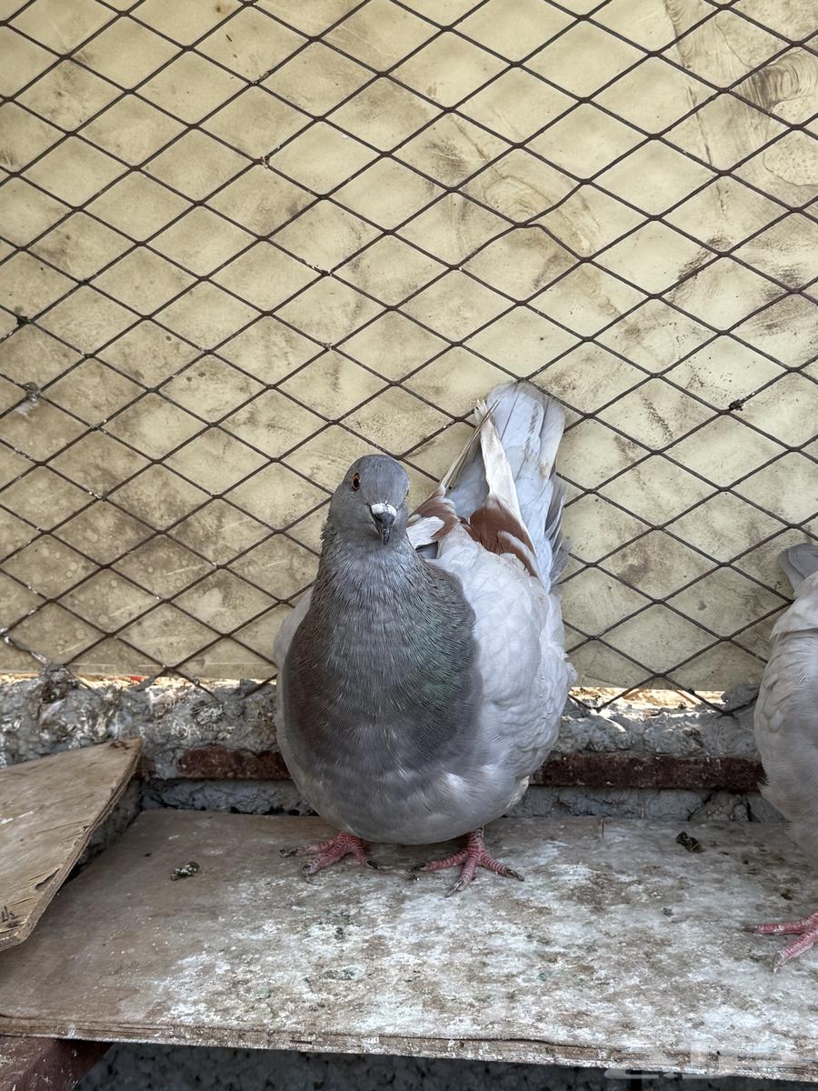 فرش طبات63064052102018112