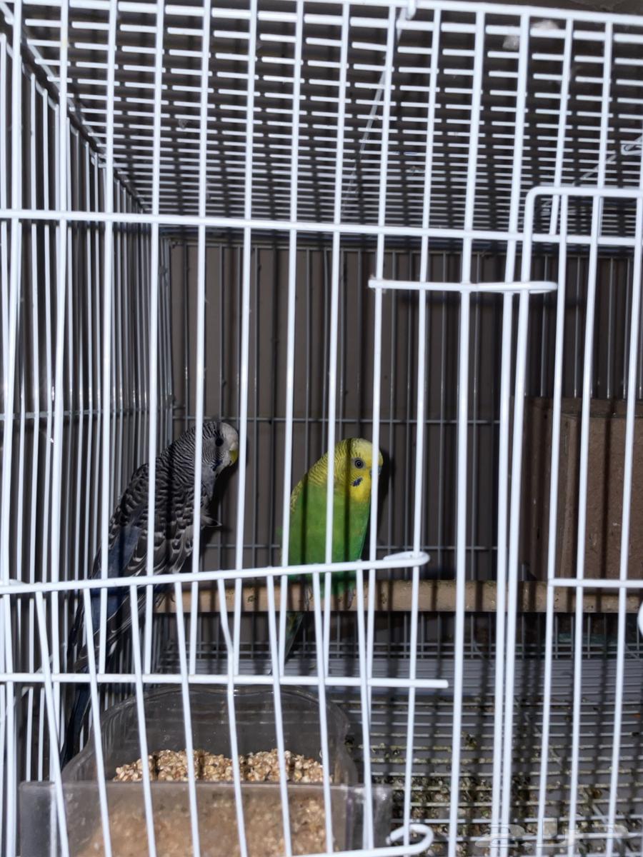 PUBG birds, God willing new63063650526850114