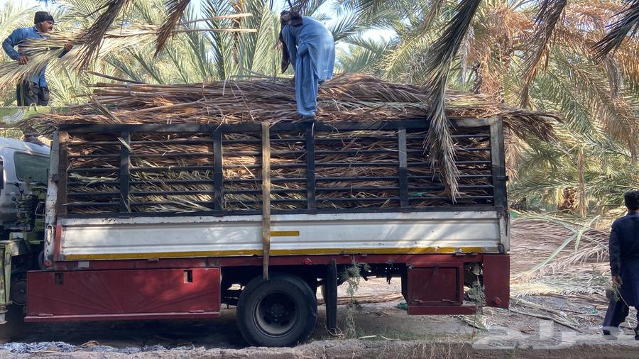 Palm fronds, date palm leaves, their transportation is included throughout the kingdom63064401942657111
