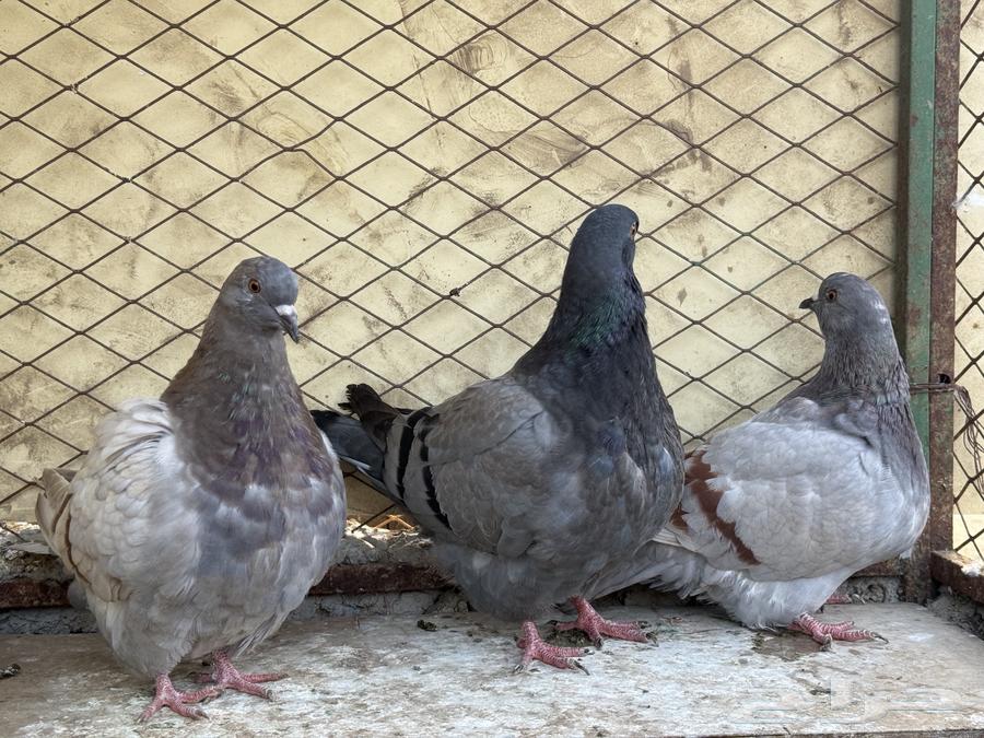 فرش طبات63064052102018114