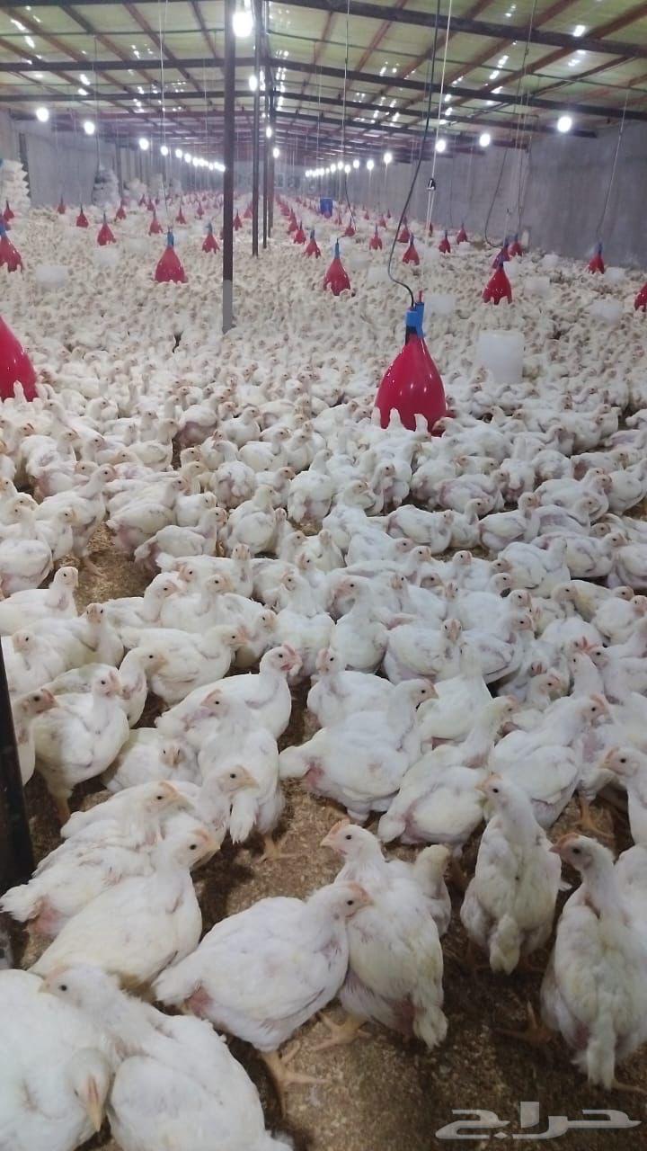 All types of chicken63016099596931114