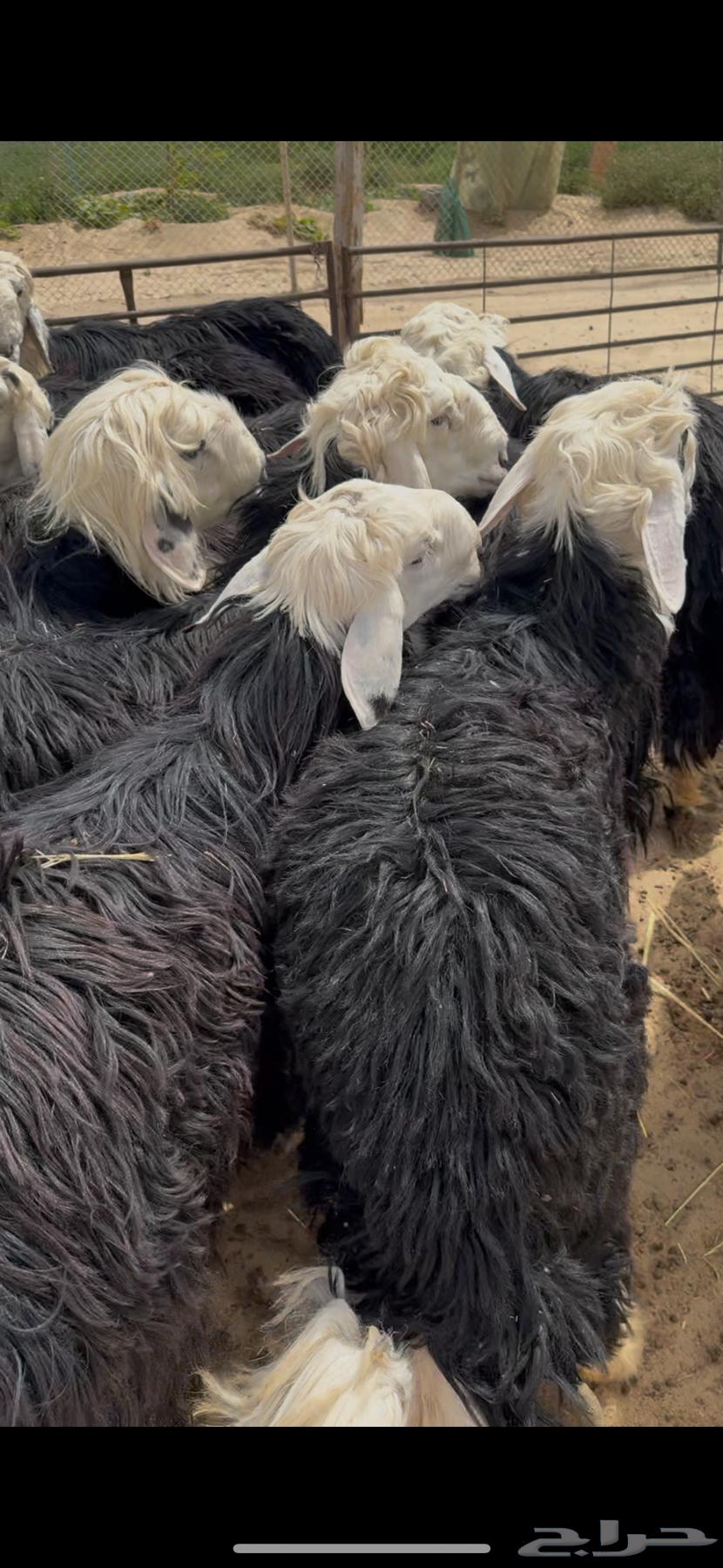 ذبايح نجد جذعان كناور630632923100191120