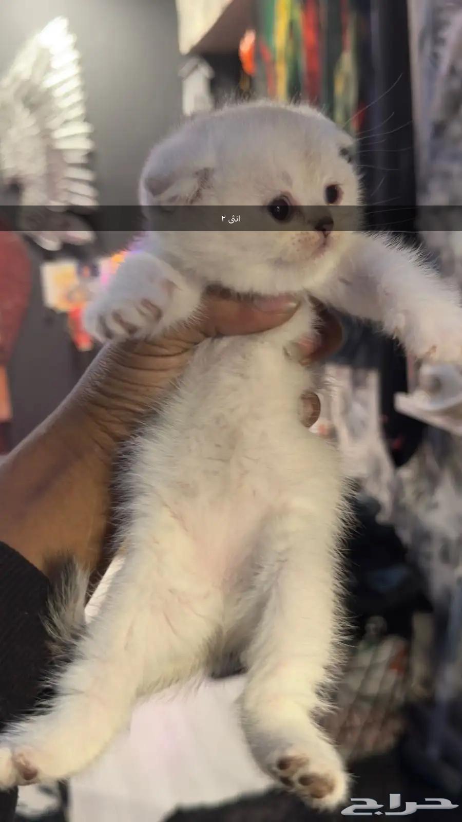 قطط صغيره سكواتش باقي 4630667920532501110