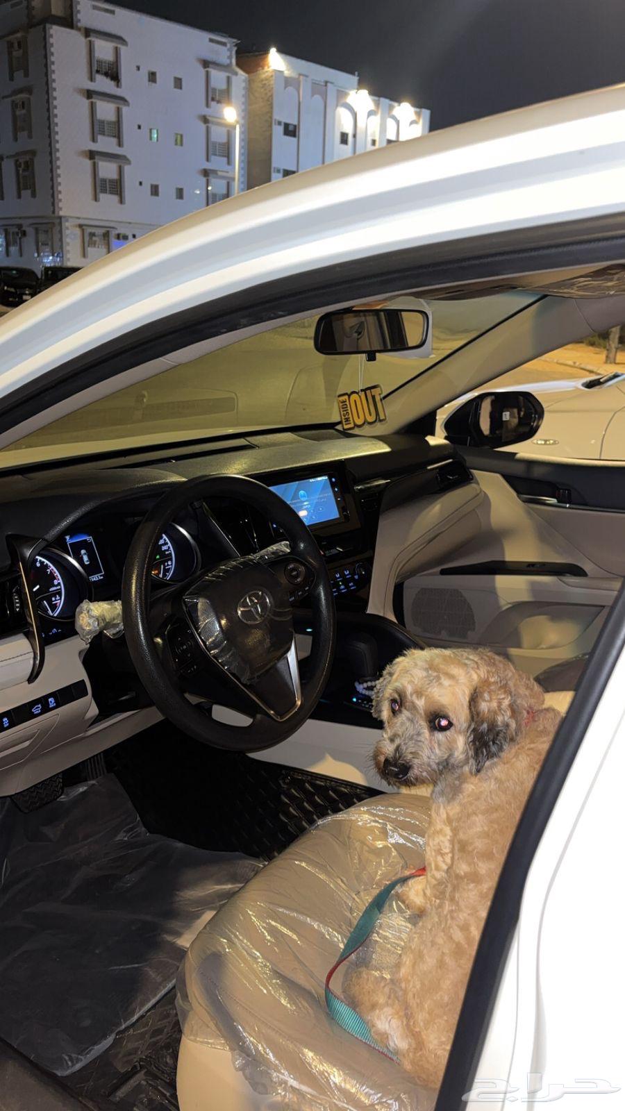 Dog63064407135874112