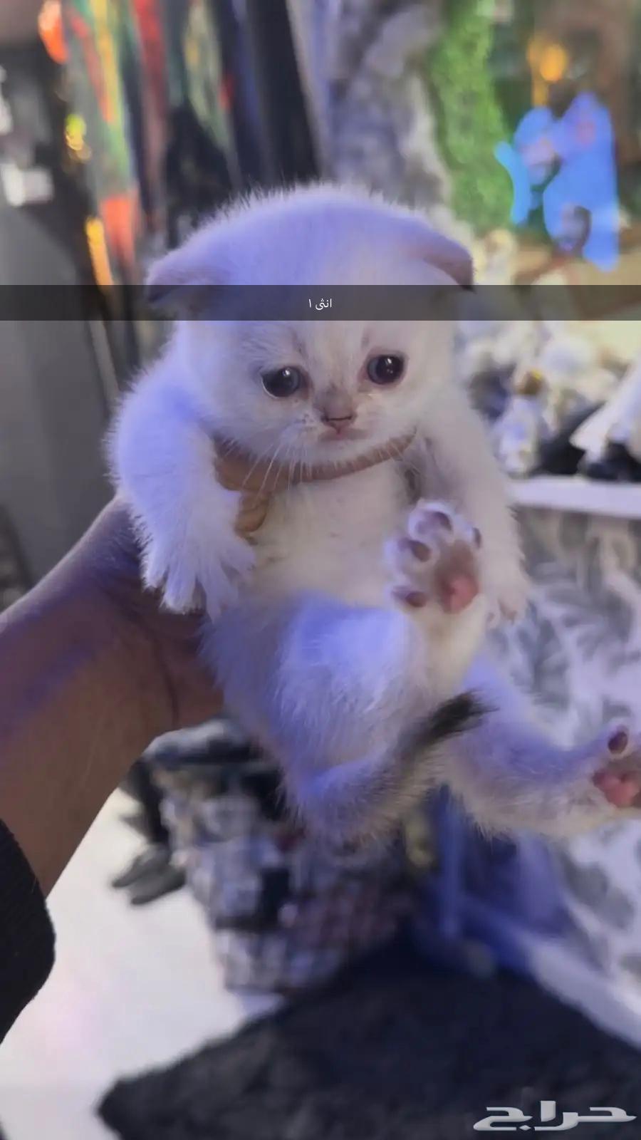 قطط صغيره سكواتش باقي 463066792053250114