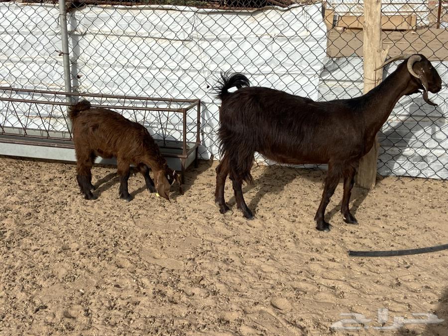 A goat wearing a necklace63071313679491111