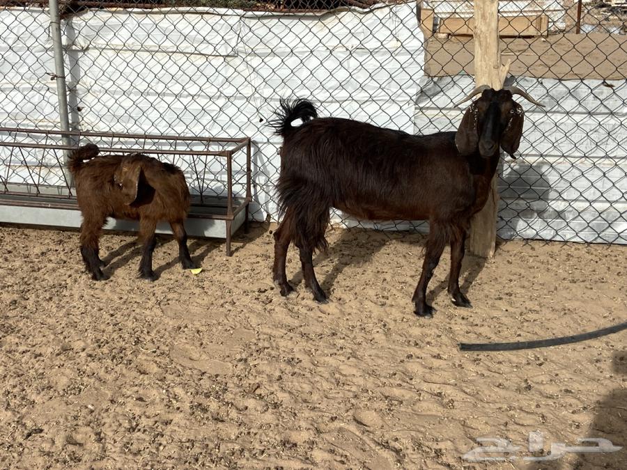 A goat wearing a necklace63071313679491112