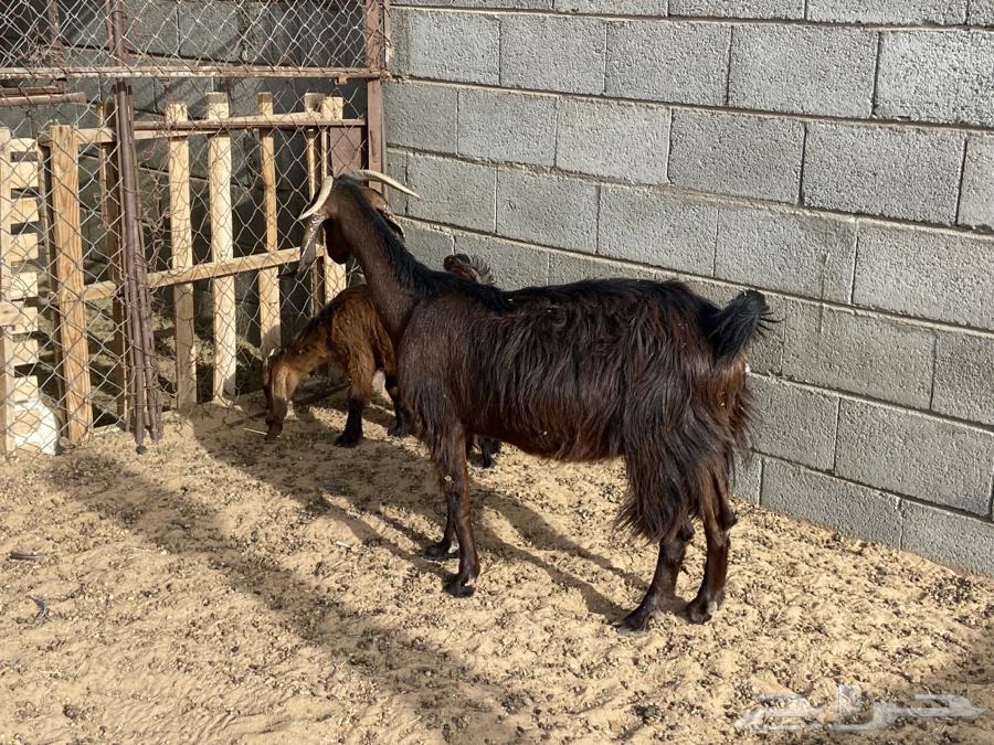 A goat wearing a necklace63071313679491114