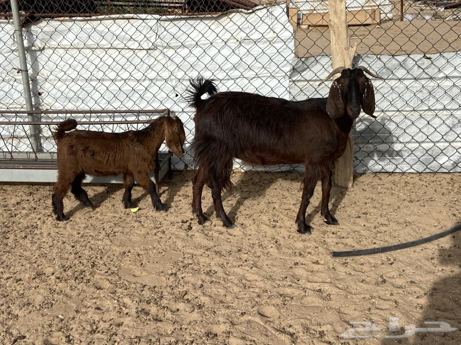 A goat wearing a necklace63071313679491113