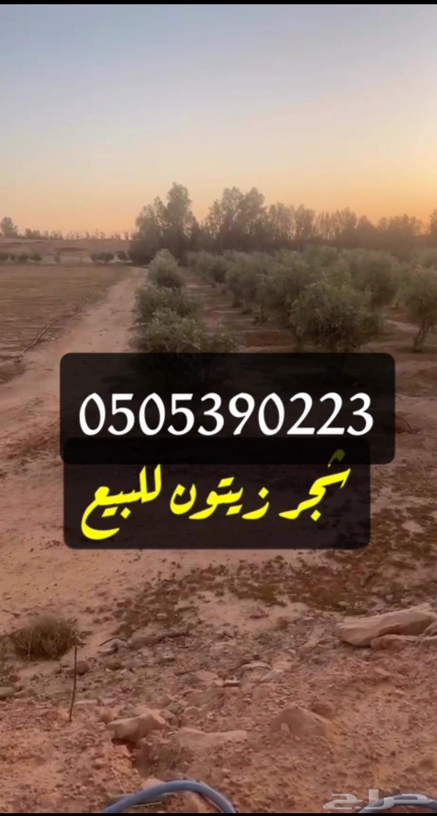 زيتون للبيع العمر 30سنه630625356570911111