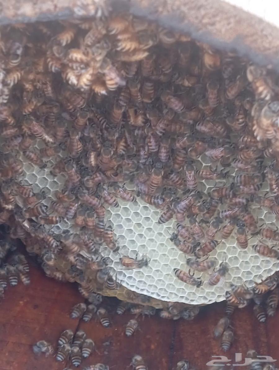 My country's cells are my beehive.63063297295618112