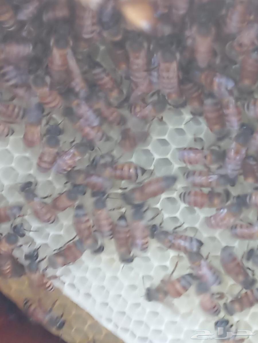 My country's cells are my beehive.63063297295618111
