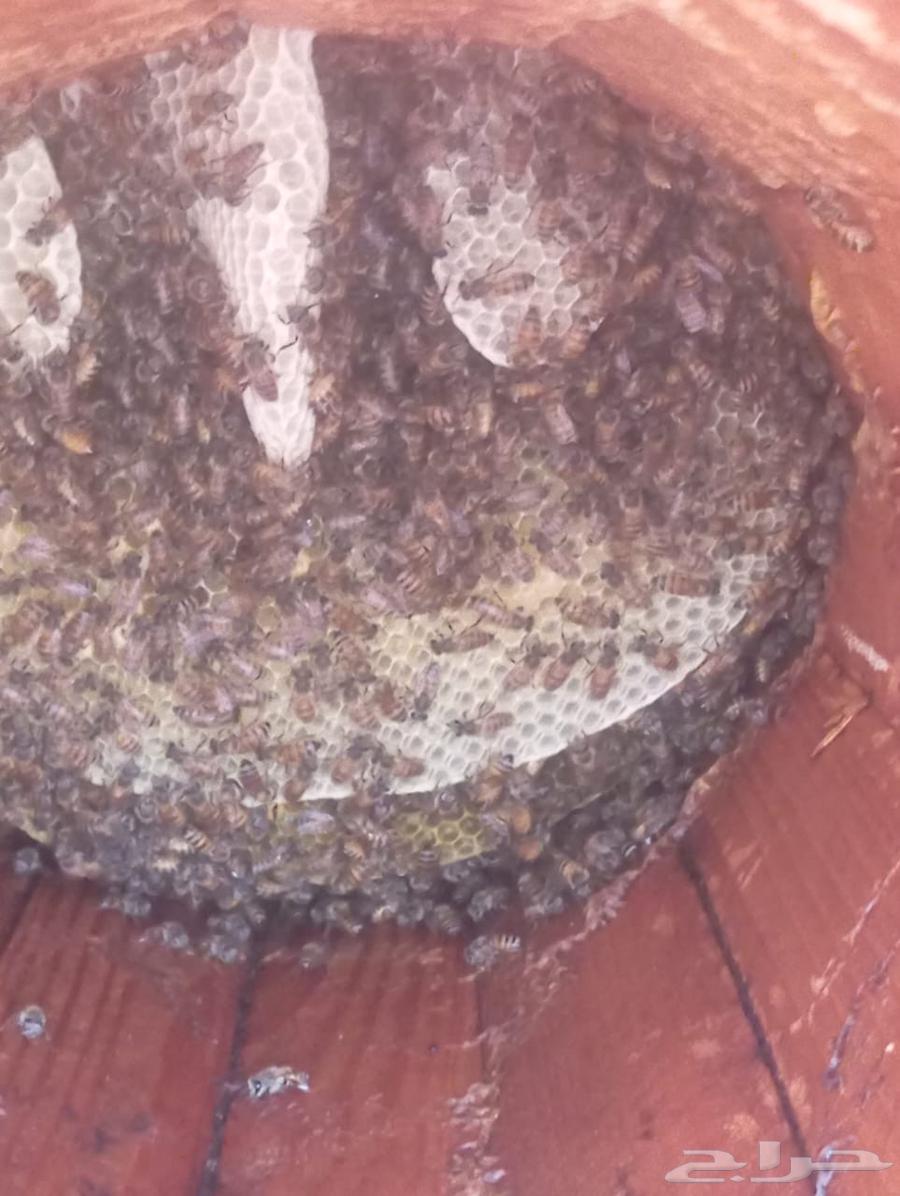 My country's cells are my beehive.630632972956181125