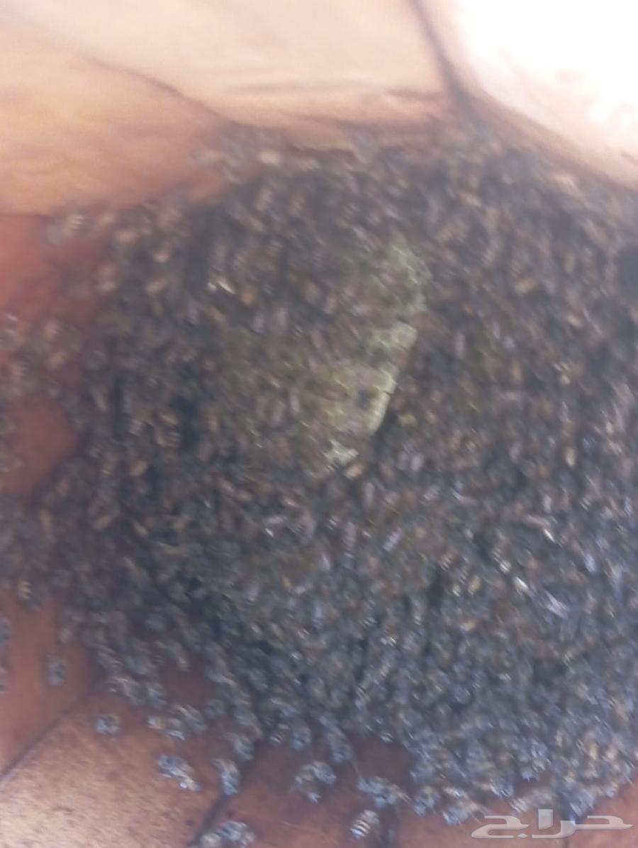 My country's cells are my beehive.63063297295618113