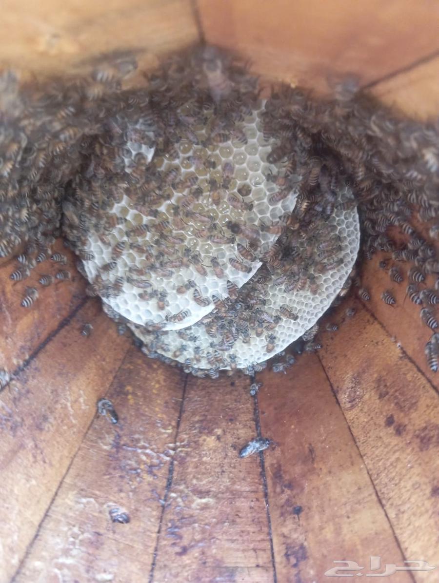 My country's cells are my beehive.63063297295618114