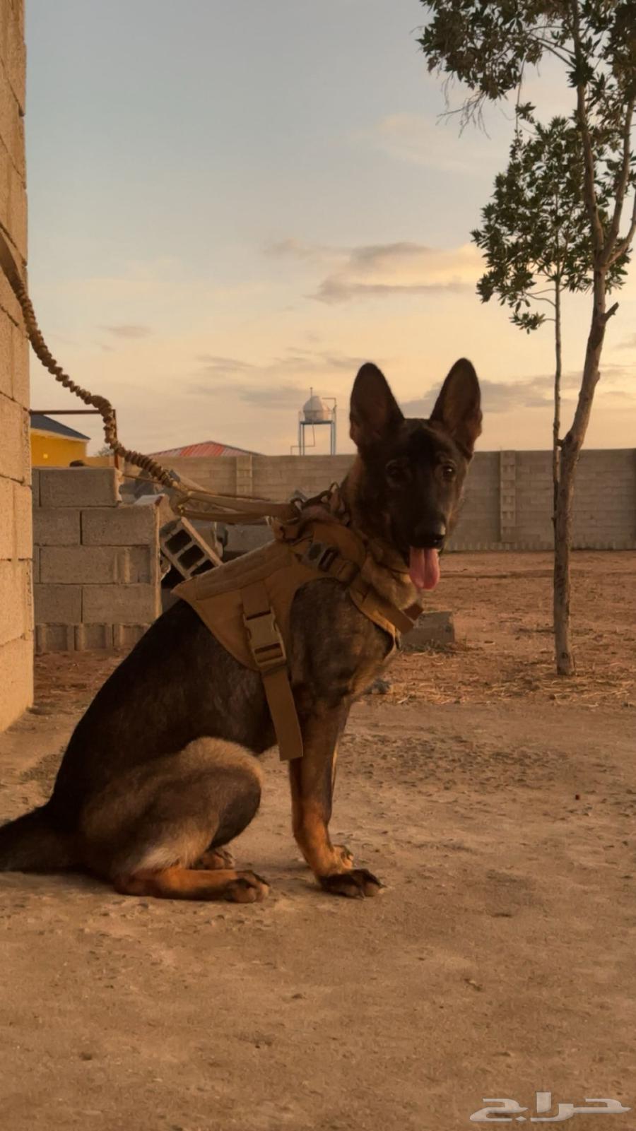For sale female German Shepherd dog63060008721026111