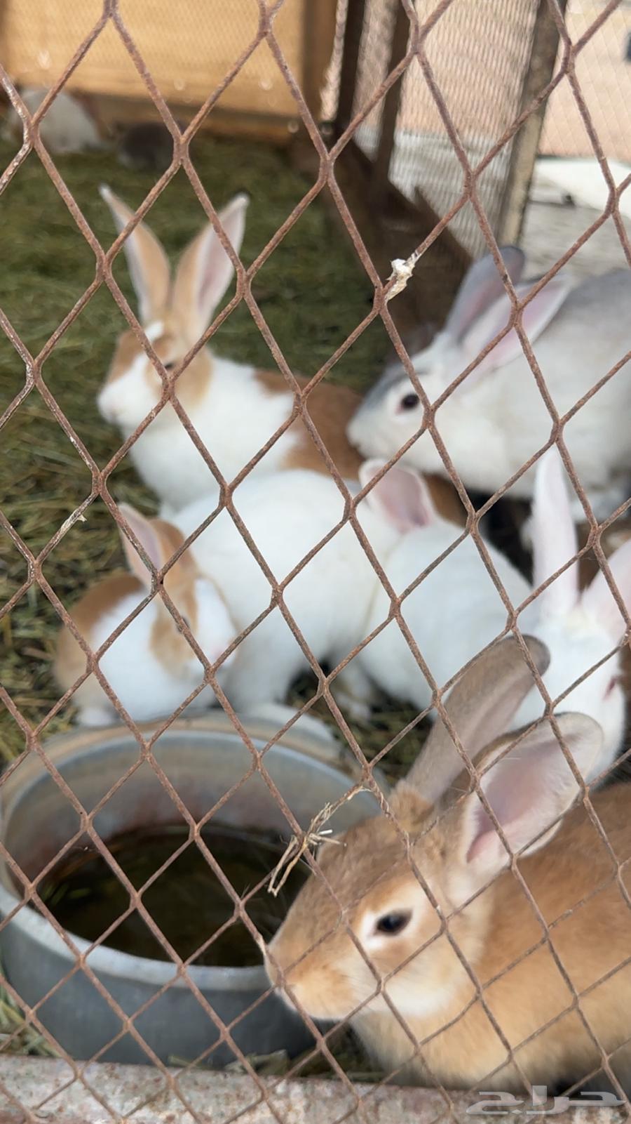Rabbits for sale63060761980163111