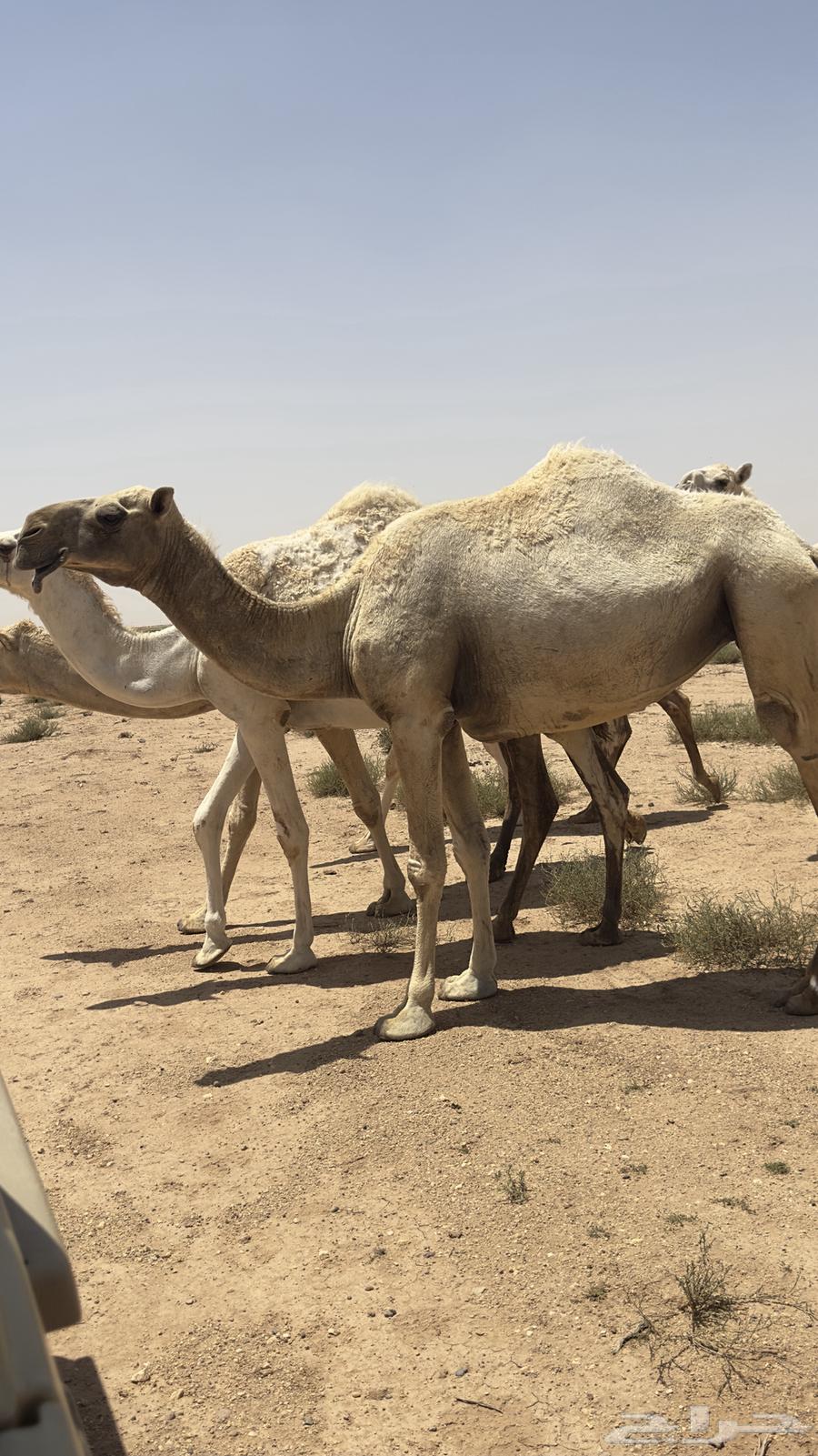 A she-camel six years of age, a productive she-camel bred with an Aliani male camel.63088208685315111