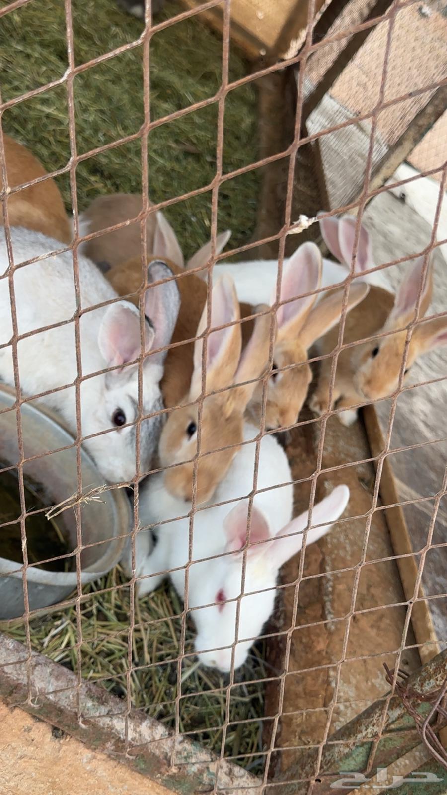 Rabbits for sale63060761980163112