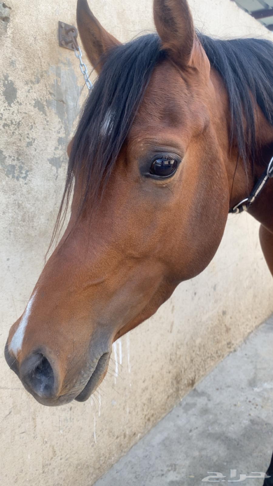 حصان عربي63059237261185111