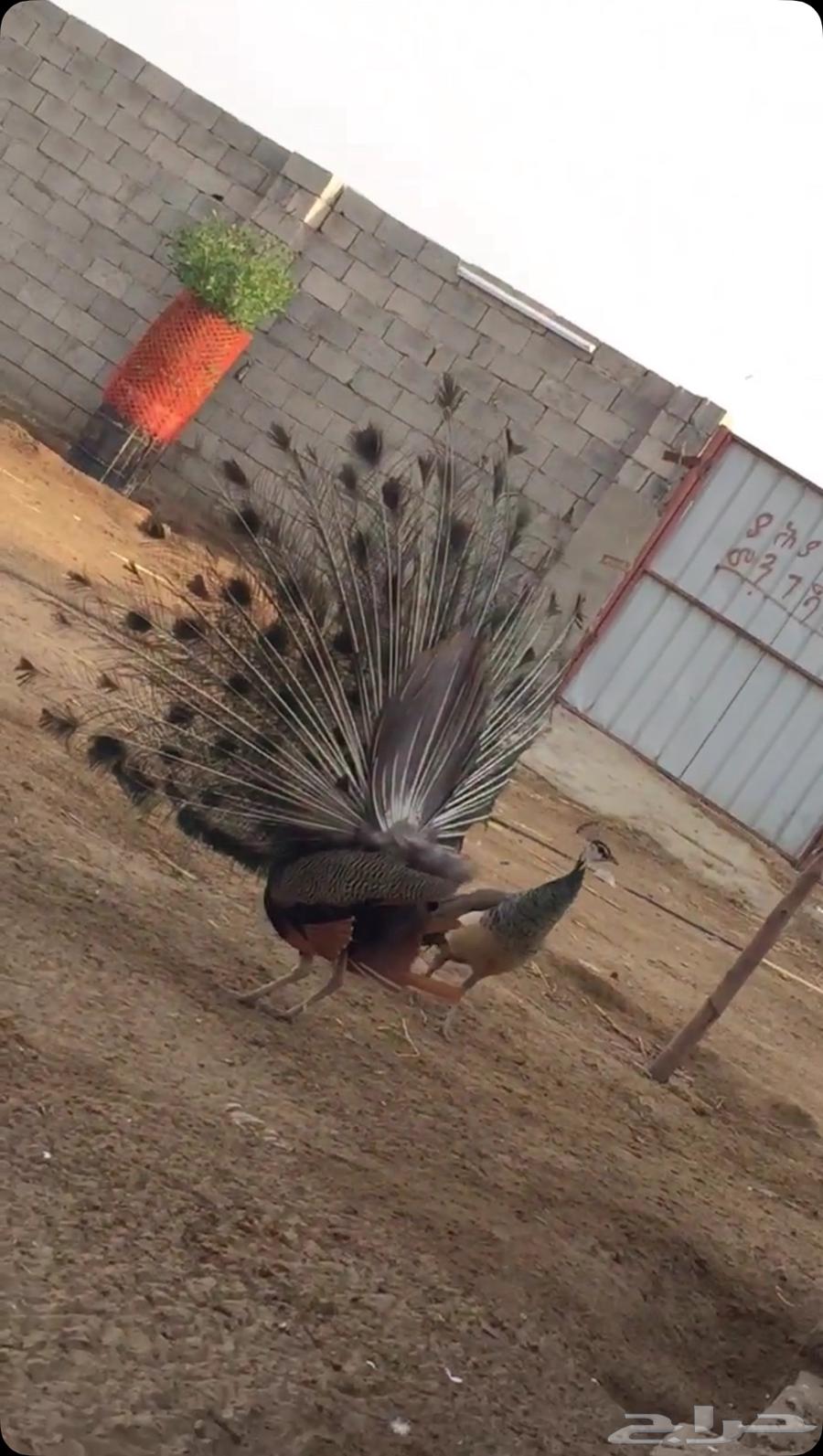 Peacock63059242627971111
