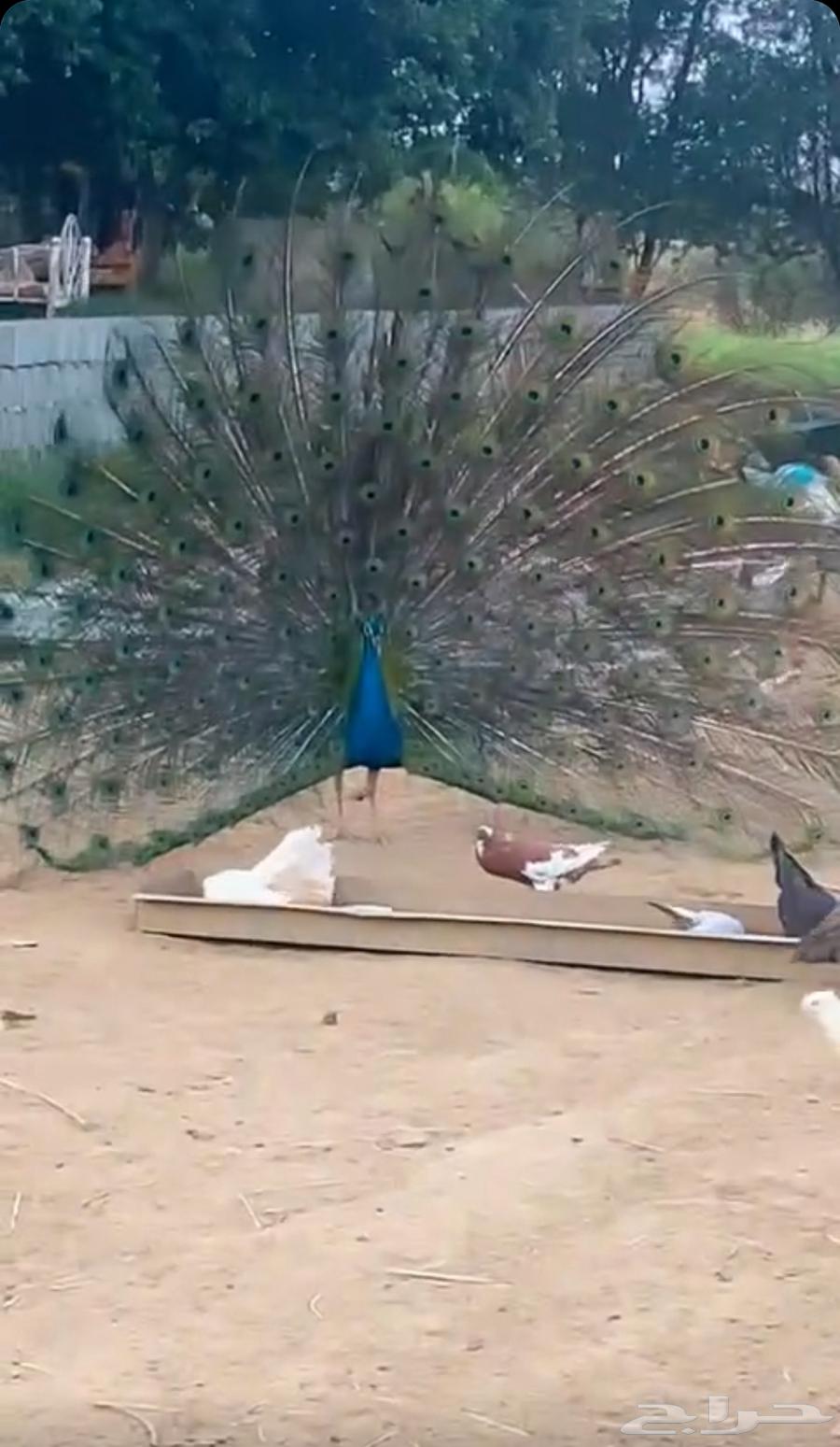 Peacock63059242627971112