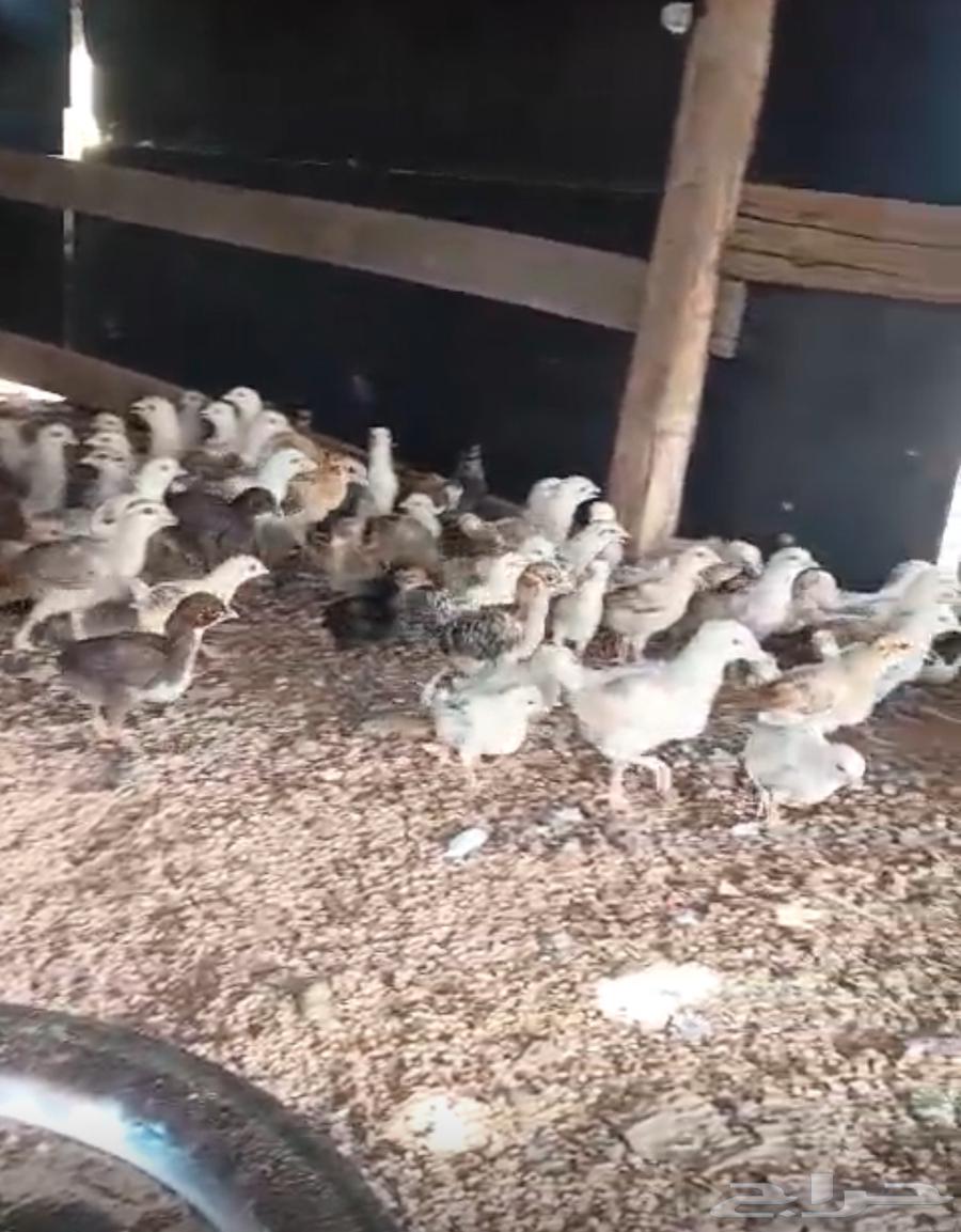 chickens birds63059615532801111