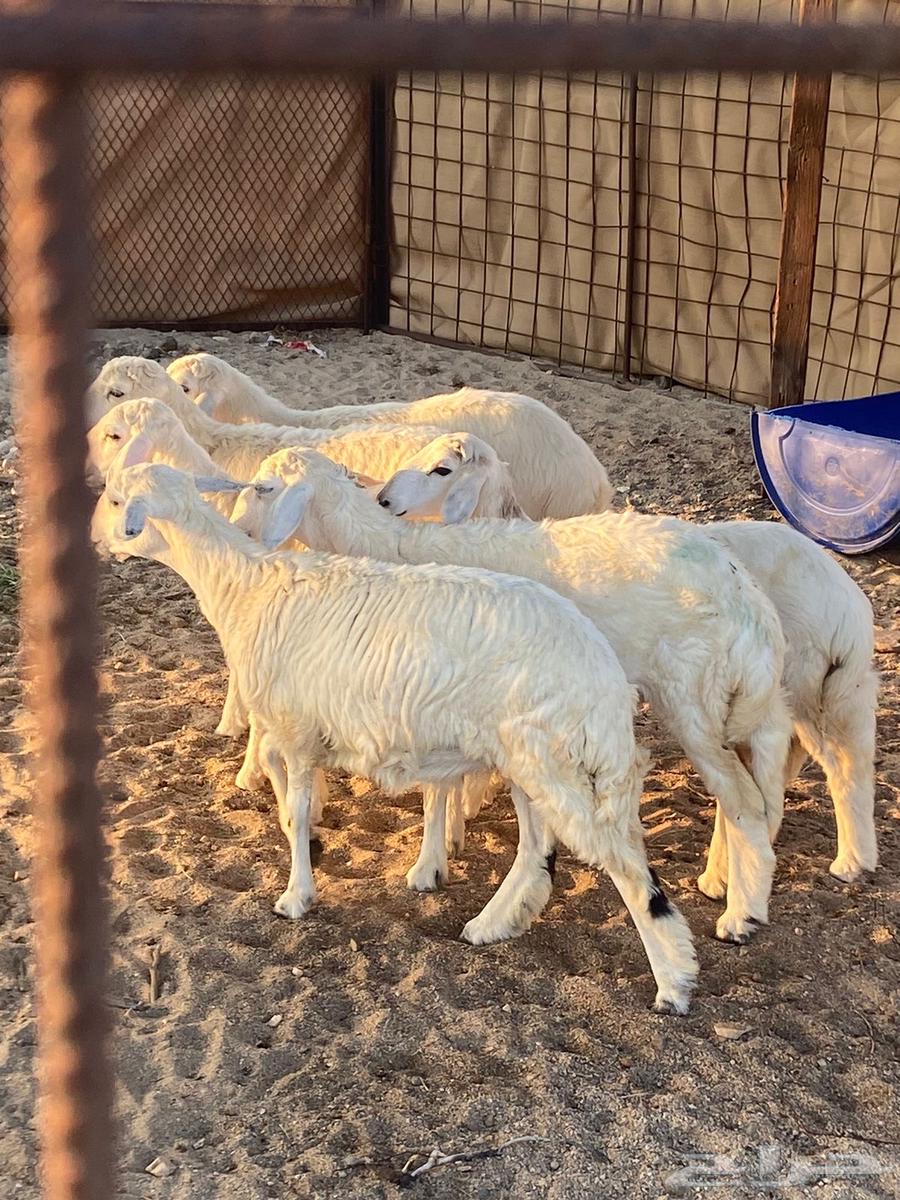 ذبائح حريه طليان63059610765443111
