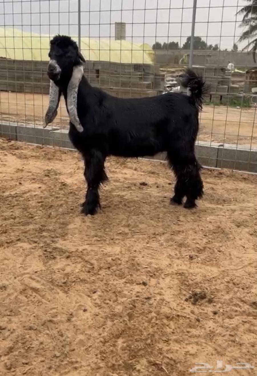 For sale, a purebred ram project with a discount for the best price63060746540290111