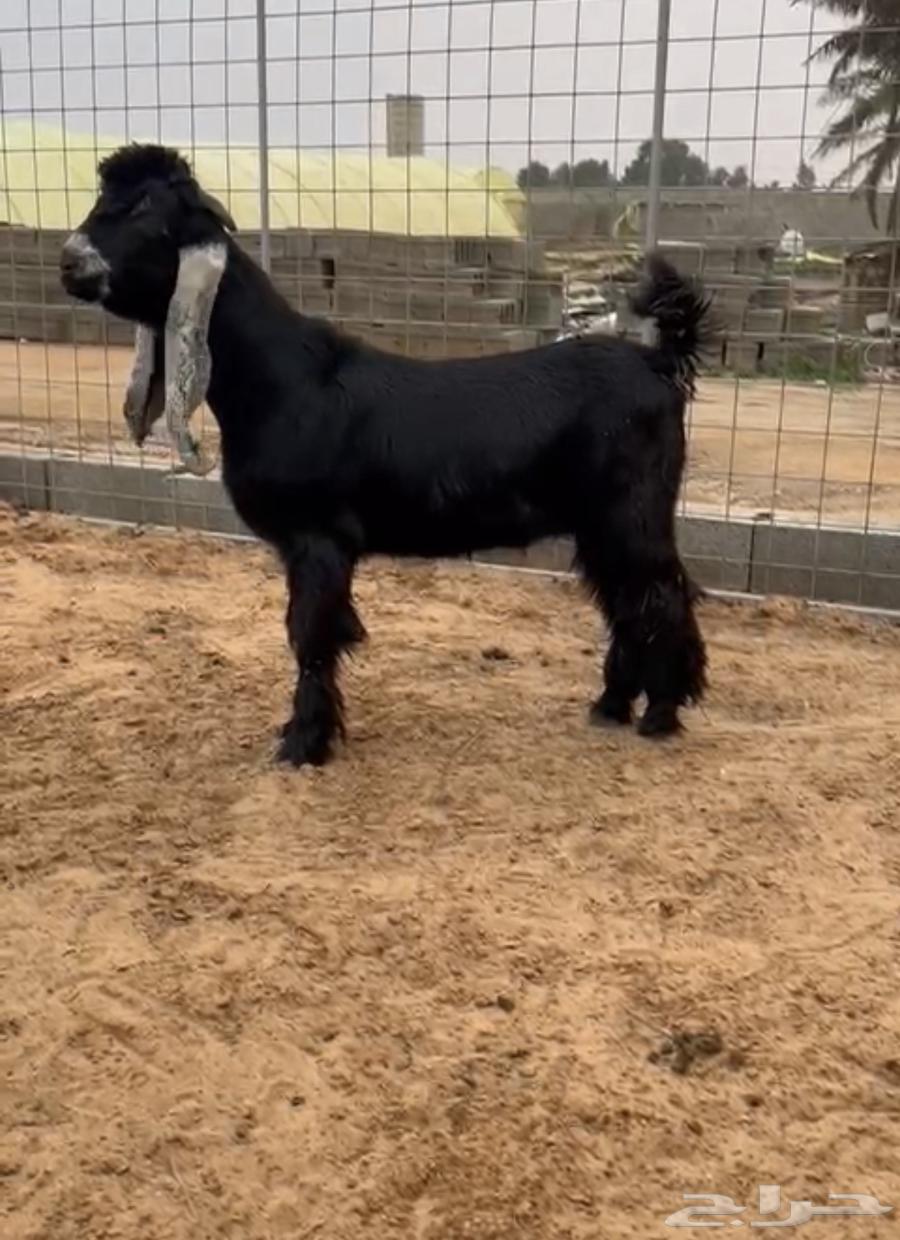 For sale, a purebred ram project with a discount for the best price63060746540290113