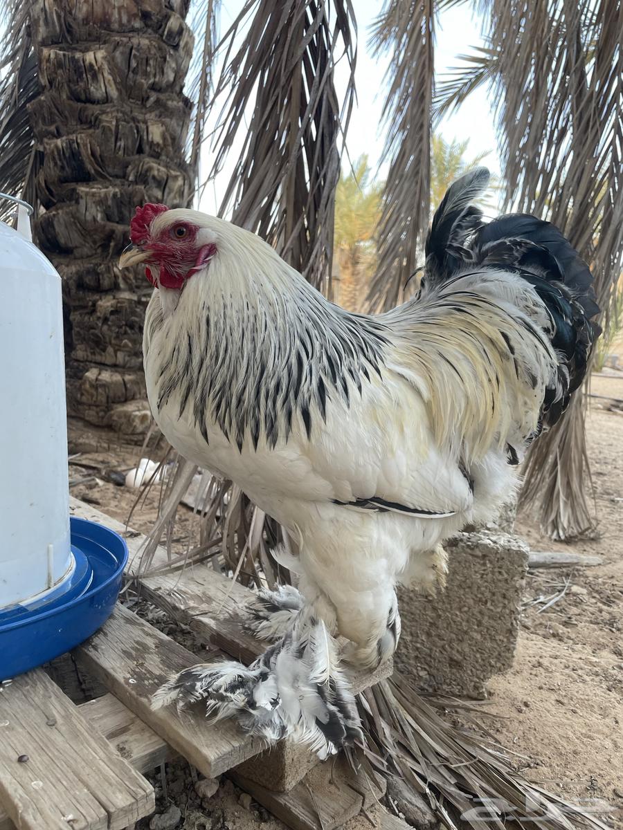 These Brahma63079788121347111