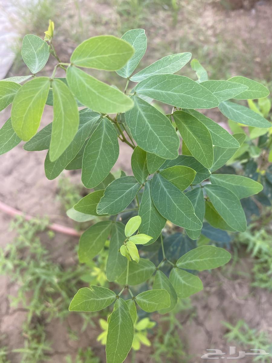 Almonds seedlings for sale63061098782209114