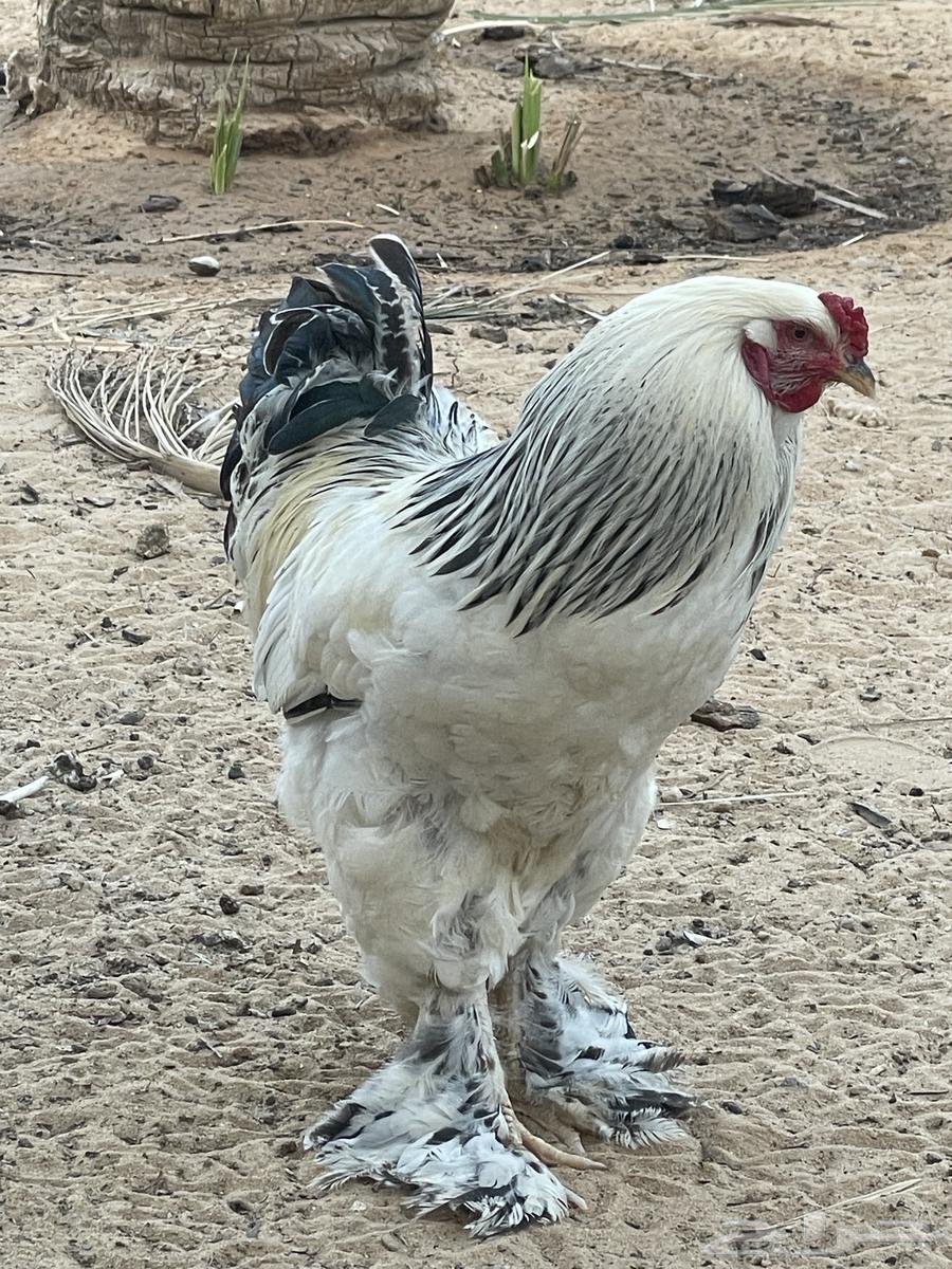 These Brahma63079788121347112