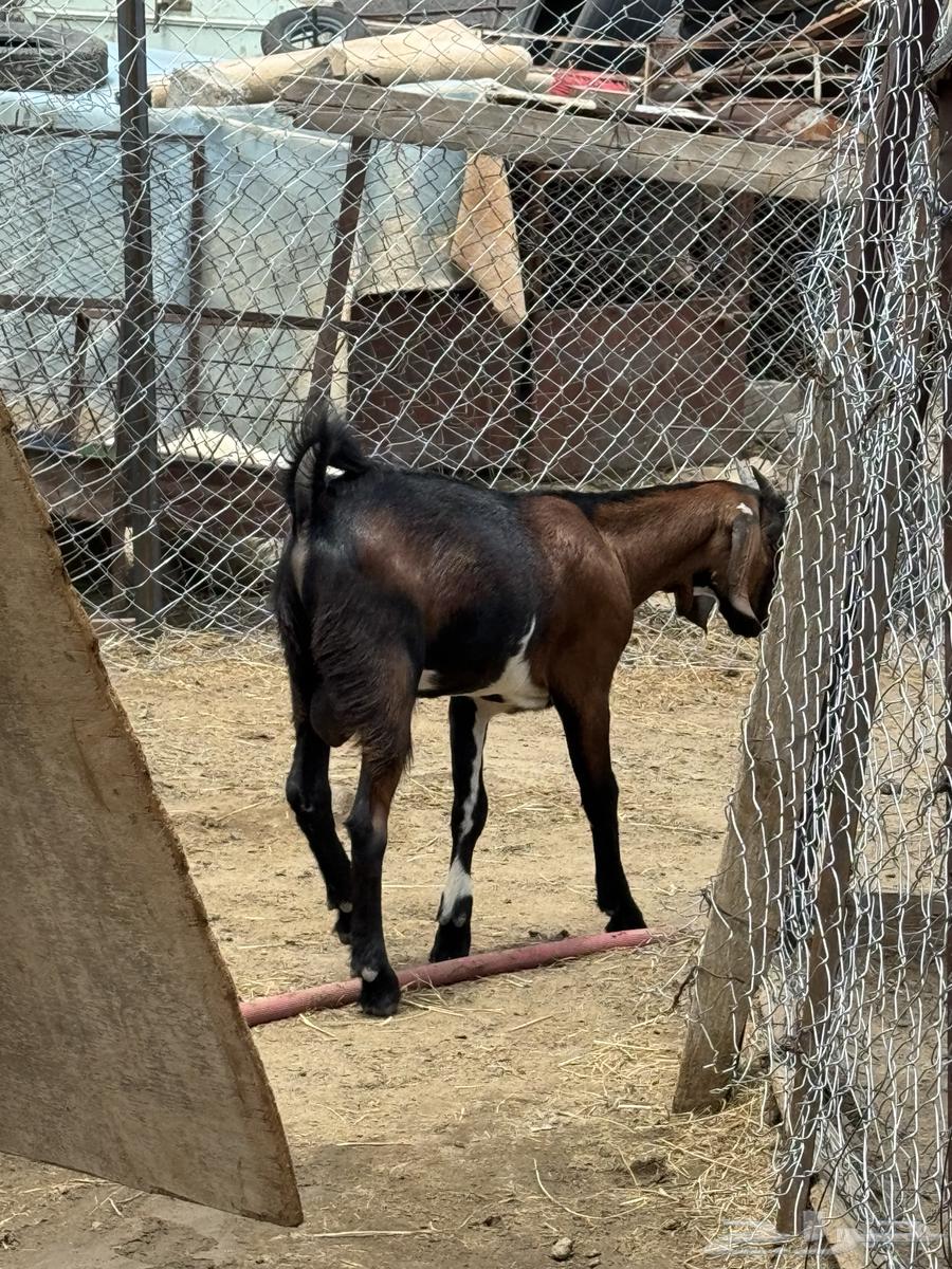 This is a great project, it's 3 months old, has great bones, big head and great hair.63060736472706113