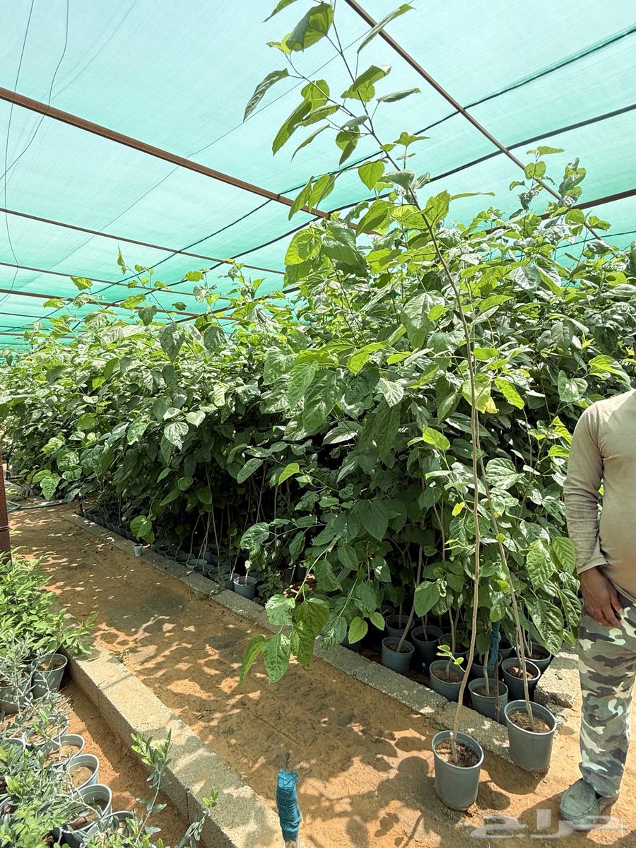15 SAR for strawberry seedlings. Age more than one year63061098893570111