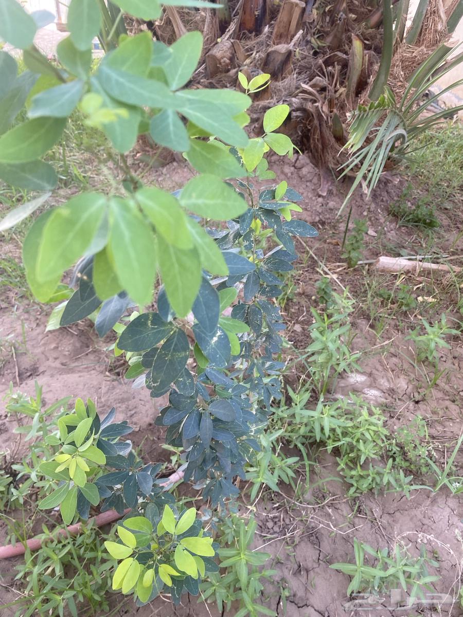 Almonds seedlings for sale63061098782209112
