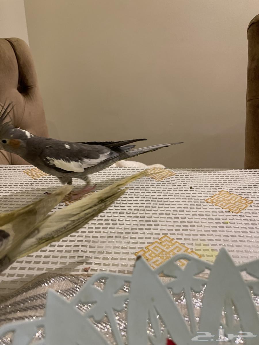 female crow63060746815875114