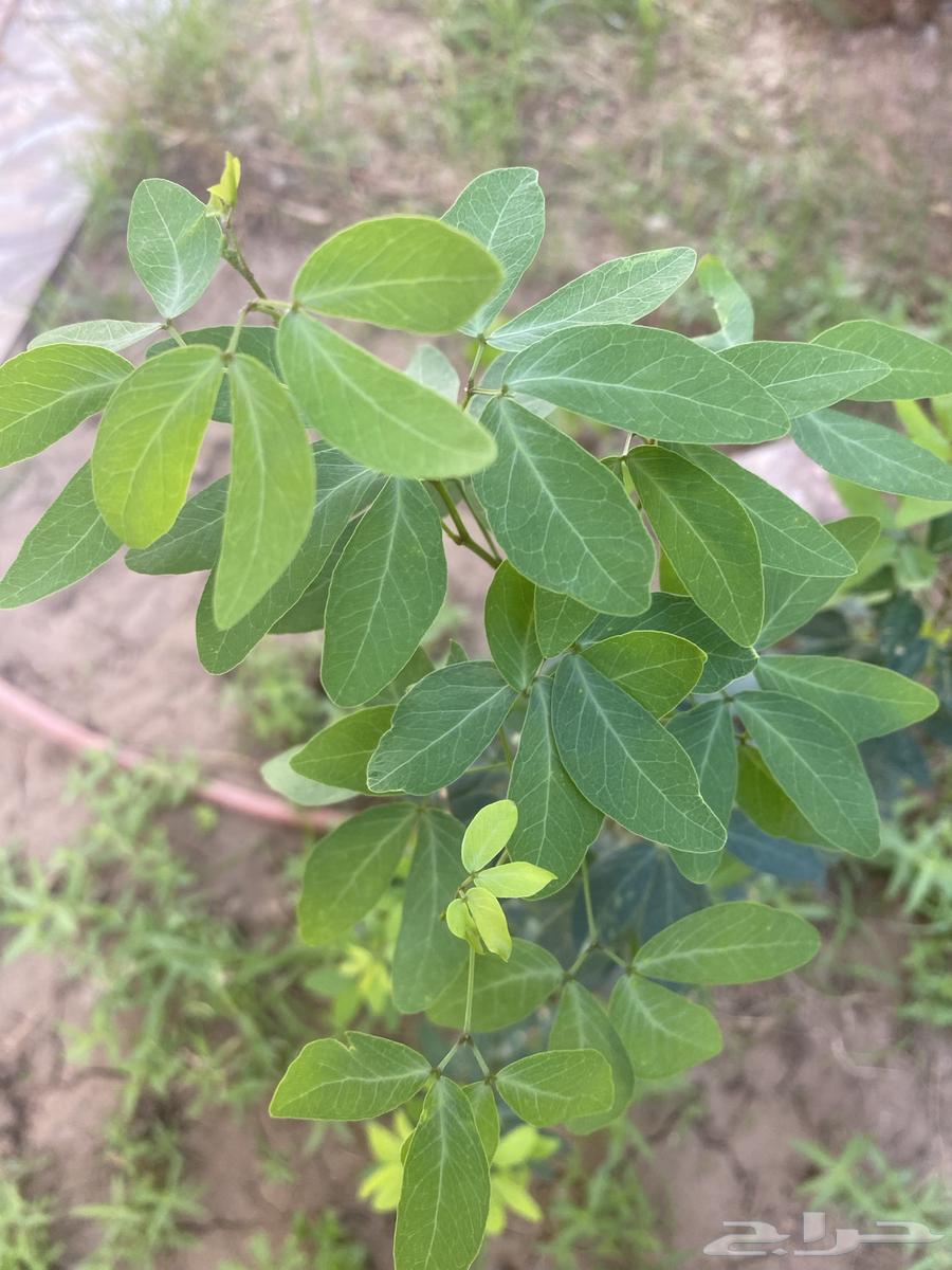 Almonds seedlings for sale63061098782209113