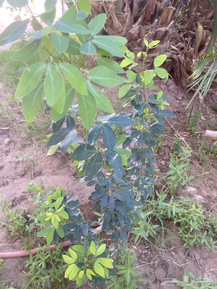 Almonds seedlings for sale63061098782209111