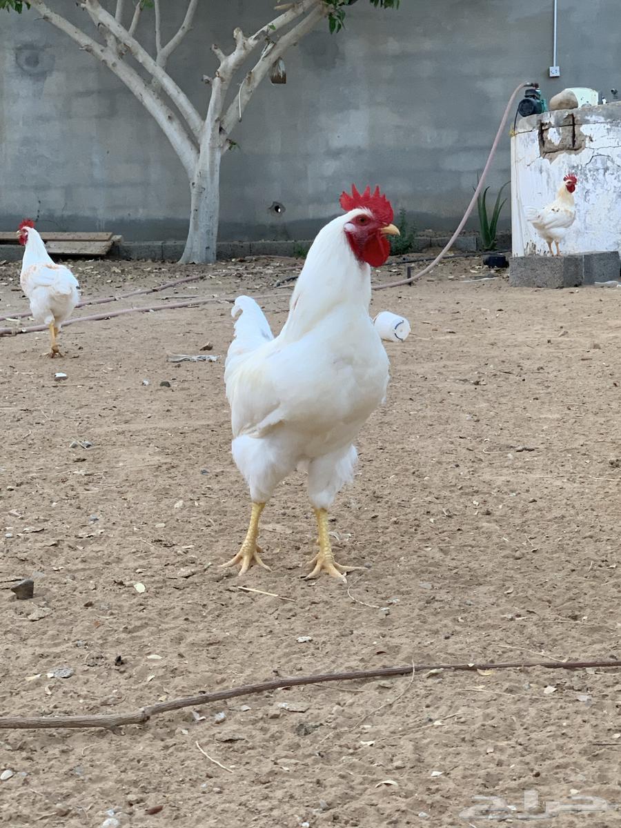 Duke Luhmann is clean.63085151734531112