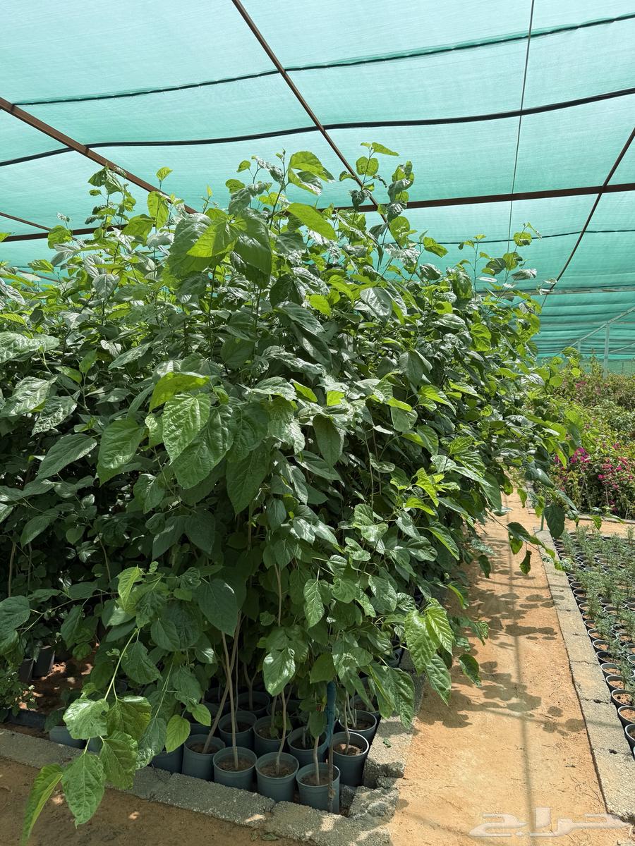 15 SAR for strawberry seedlings. Age more than one year63061098893570112
