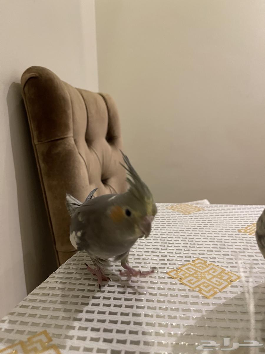 female crow63060746815875111