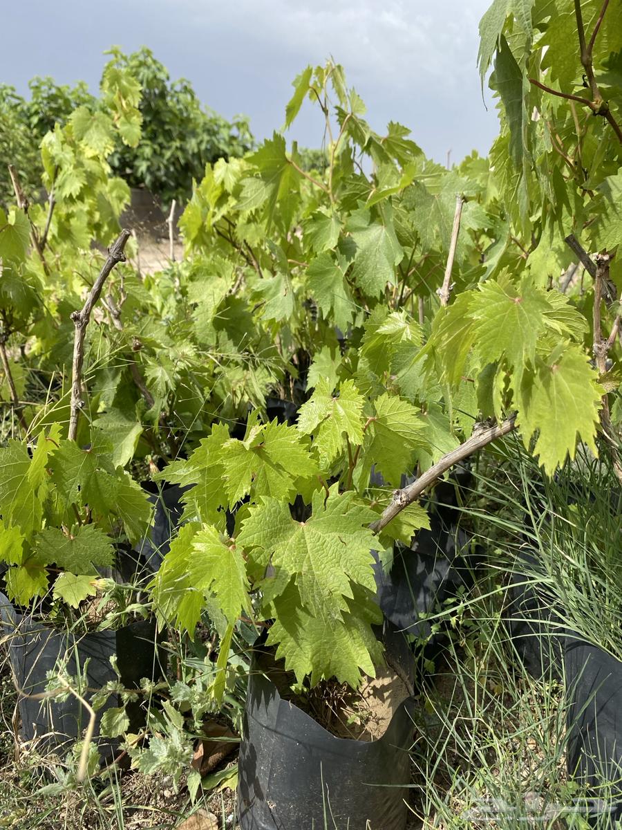 Very delicious grape seedlings63061492151939113