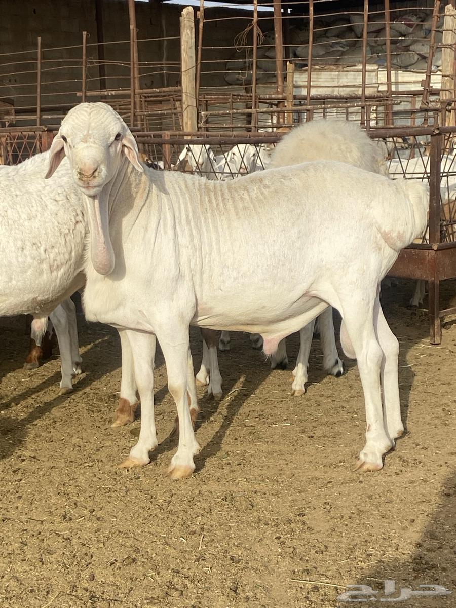 Wild bull for sale63061098717441111