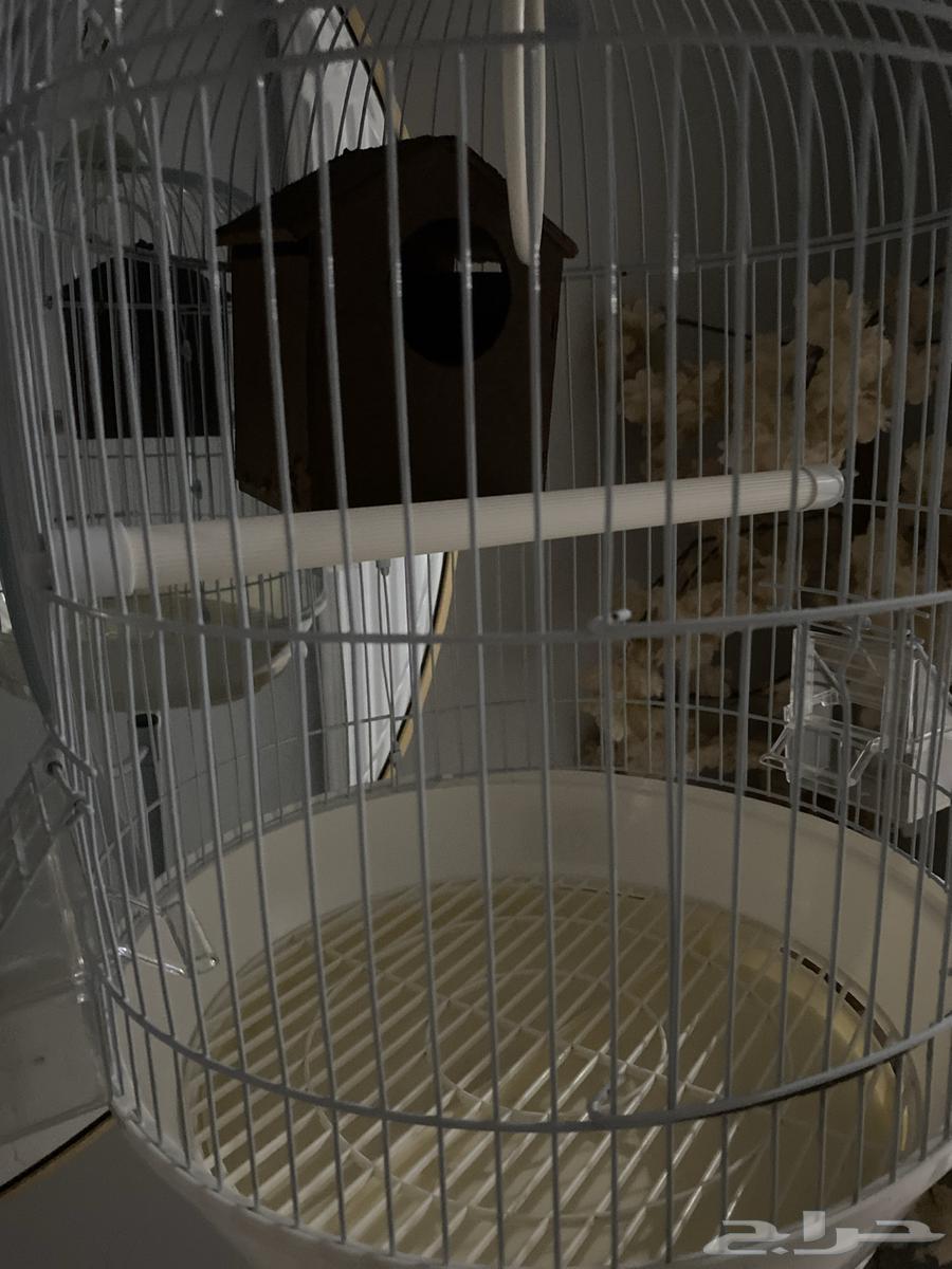 Birdcage for sale63060767128963111