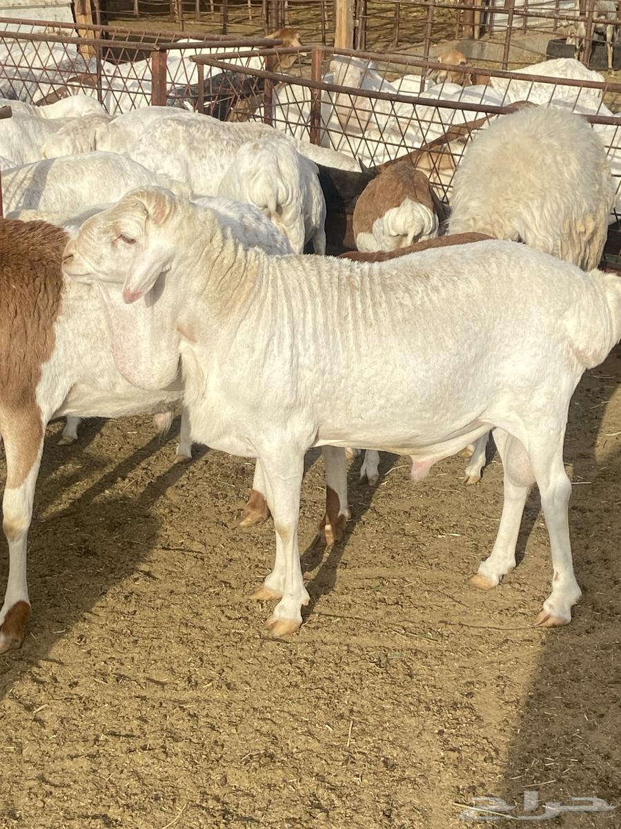 Wild bull for sale63061098717441112