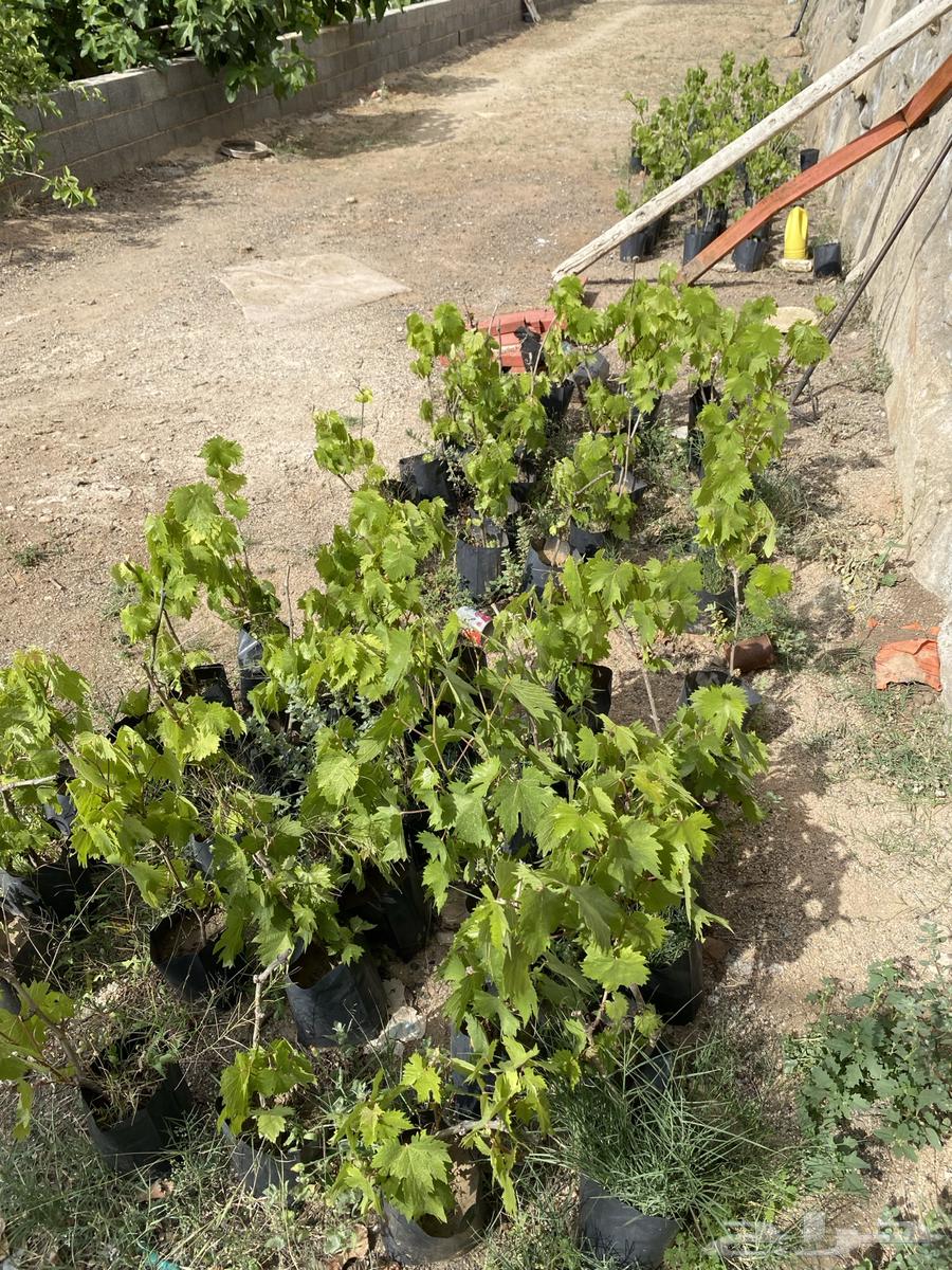Very delicious grape seedlings63061492151939112