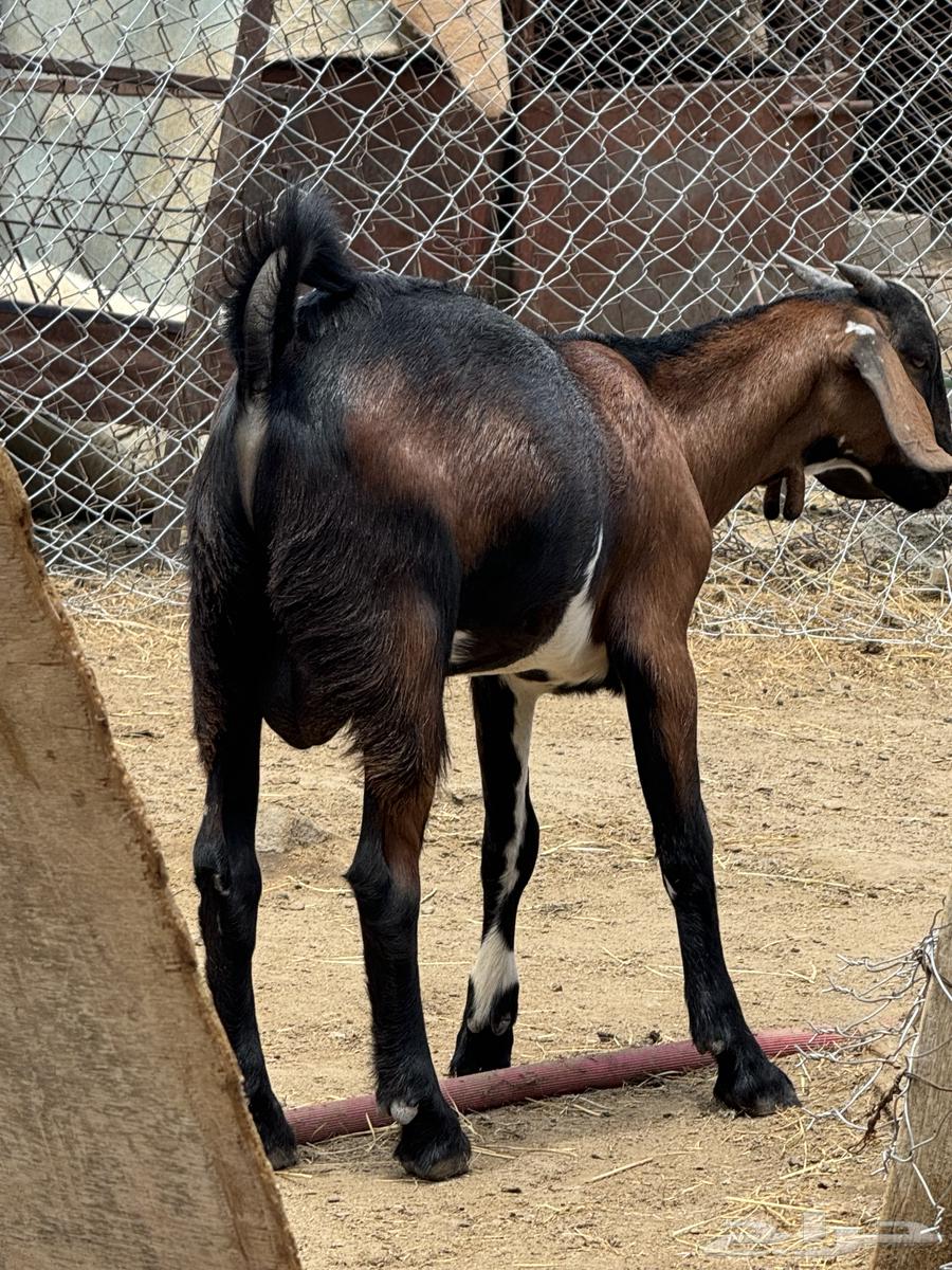 This is a great project, it's 3 months old, has great bones, big head and great hair.63060736472706114