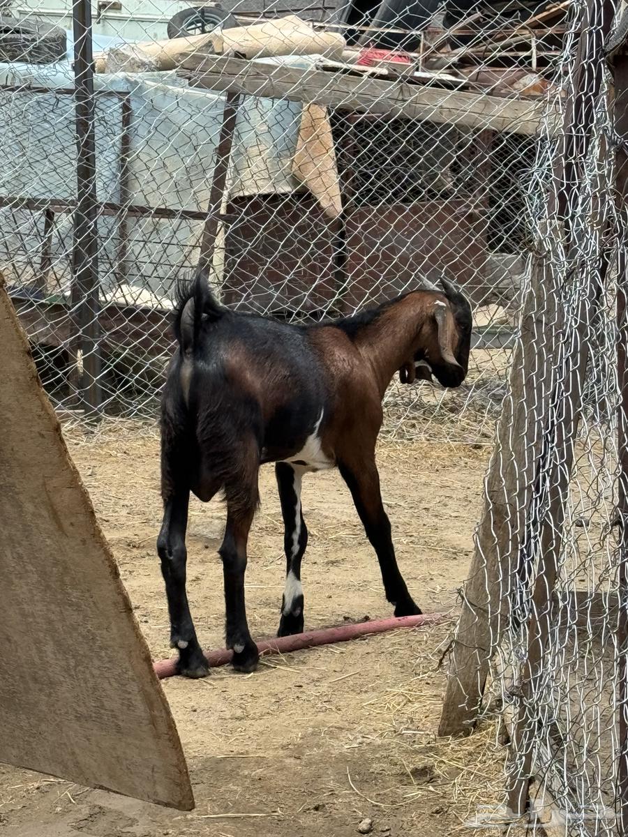 This is a great project, it's 3 months old, has great bones, big head and great hair.63060736472706112