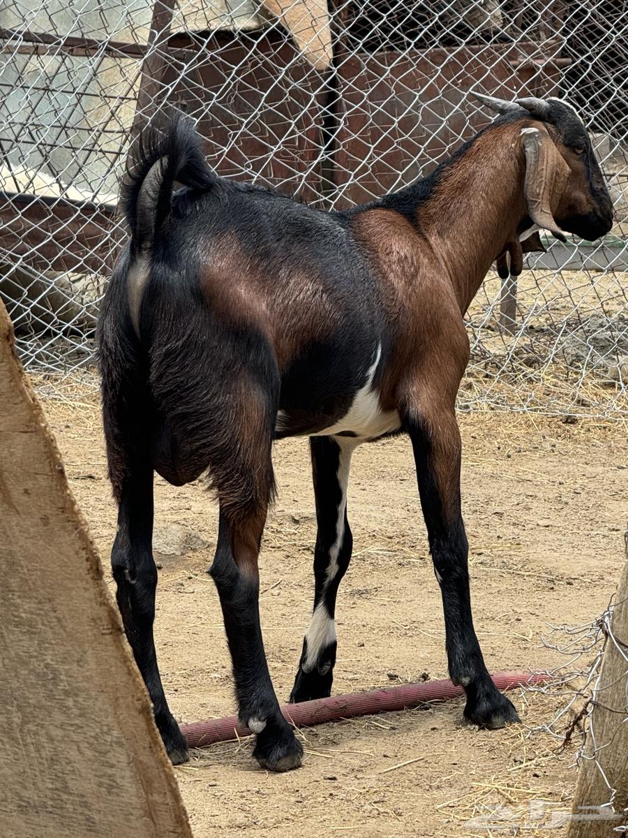This is a great project, it's 3 months old, has great bones, big head and great hair.63060736472706111